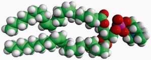 22:1 (Cis) PC 850398C-25MG