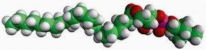 24:0 Lyso PC 855800P-25MG