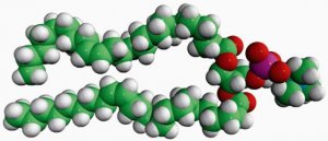 24:1 (Cis) PC 850399P-25MG