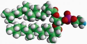 4ME 16:0 PE 850402C-25MG