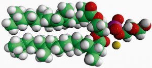 4ME 16:0 PG 850404P-25MG