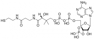 Coenzyme A (free acid) 