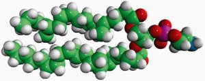 E. coli PE 840027C-25MG