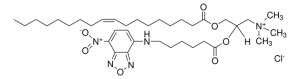 Fluorescent DOTAP 810890C-50UG
