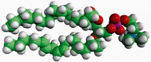 Liver PC 840055C-25MG
