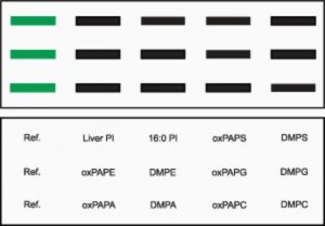 Oxidized Phospholipid Snoopers� 330501-5EA