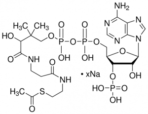 Acetyl coenzyme A sodium salt 