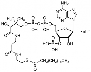 Stearoyl coenzyme A lithium salt 