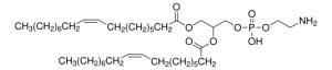 L--Phosphatidylethanolamine, dioleoyl 