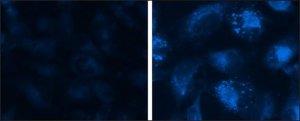 Autophagy Assay Kit MAK138-1KT