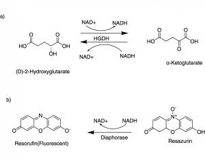 D-2-Hydroxyglutarate (D2HG) Assay Kit 