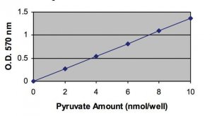 Pyruvate Assay Kit MAK071-1KT