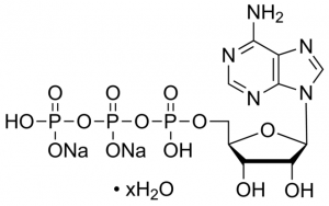 Adenosine 5-triphosphate disodium salt hydrate 