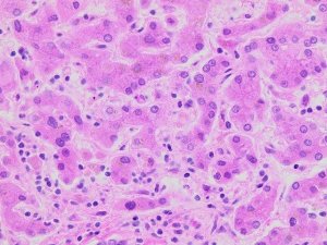 Hematoxylin Solution, Gill No. 3 GHS380-2.5L