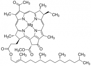 Bacteriochlorophyll from Rhodopseudomonas sphaeroides 