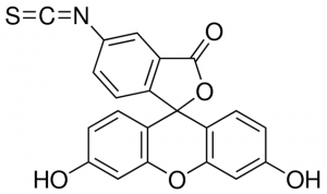 Fluorescein isothiocyanate isomer I�Celite� 