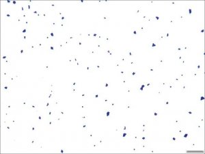 Gram stain for films HT90A-1KT
