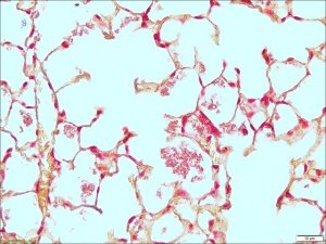 Gram Stain TISSUE-TROL� Control Slides 