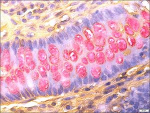 Mucin TISSUE-TROL� Control Slides 