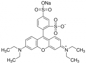 Sulforhodamine B sodium salt 