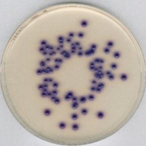 Chromocult� Coliform Agar 