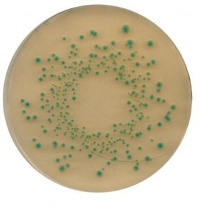 Chromocult� Tryptone Bile X-glucuronide agar 