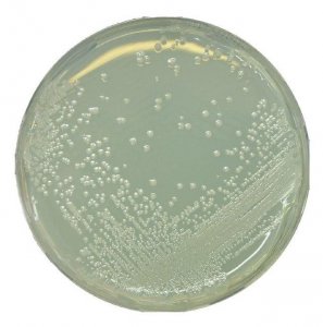 GranuCult� BAT agar 