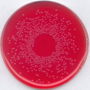 GranuCult� BPLS agar, modified 