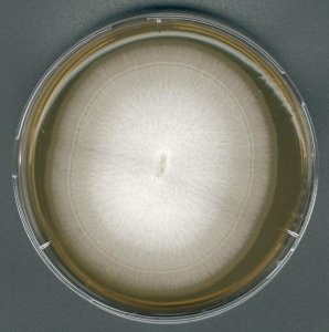 GranuCult� Malt extract agar 