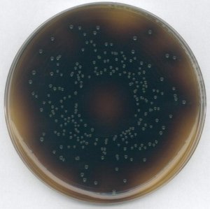 GranuCult� Oxford Agar (Base) 