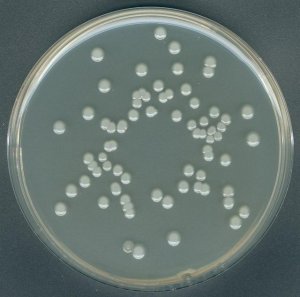 GranuCult� Plate Count agar 