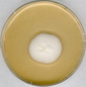 GranuCult� SABOURAUD 4% dextrose agar 