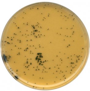 GranuCult� Tryptose sulfite cycloserine agar (base) 
