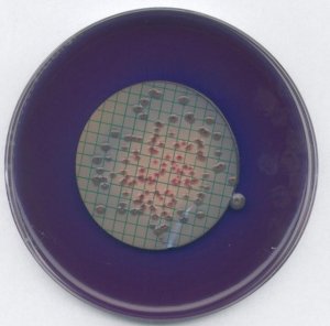 M FC agar 