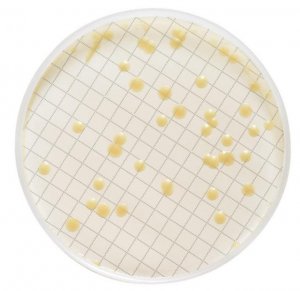 Milliflex� Cassette prefilled with Tryptic Soy Agar MXSMCTS48