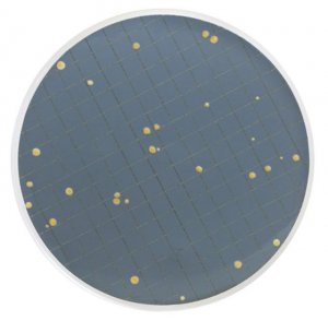 Preservative Resistant Yeast Broth MHA00PRY2