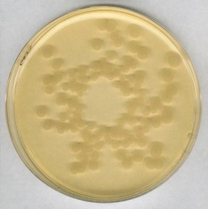 Tryptic Soy Agar 