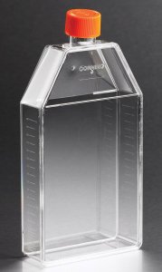 Corning� flask, canted neck, 150 cm, vented CLS431465-50EA