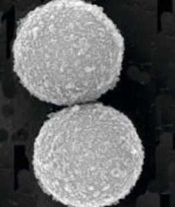 SpeedBeads� magnetic carboxylate modified particles GE65152105050350