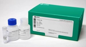 TempliPhi� - 2000 Reaction Kit GE28-9642-86