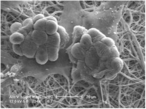 Nanofiber chamber slides Z694479-1EA