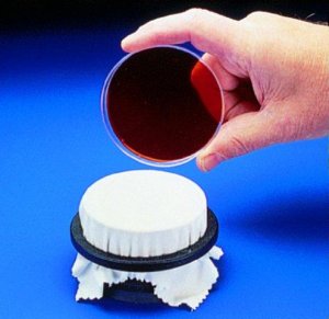 Scienceware� replica plater for nutrient plate 