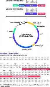 p3XFLAG-CMV�-14 Expression Vector 