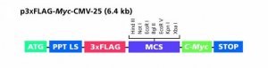 p3xFLAG-Myc-CMV�-25 Expression Vector 