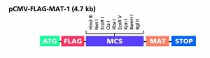 pCMV-FLAG�-MAT-Tag�-1 Expression Vector C5864-20UG