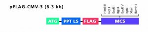 pFLAG-CMV�-3 Expression Vector 