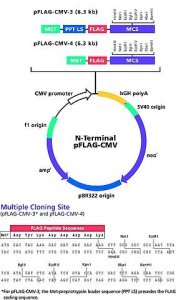 pFLAG-CMV�-4 Expression Vector 