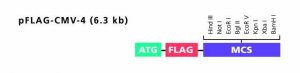 pFLAG-CMV�-4 Expression Vector 