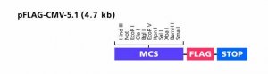 pFLAG-CMV�-5.1 Expression Vector 