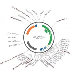 PSF-CAG-AMP - CAG PROMOTER PLASMID OGS504-5UG